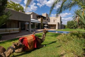 a camel laying on the grass in front of a house at Villa Sahar Palmeraie avec piscine chauffée ! in Marrakech
