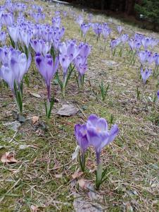 un montón de flores púrpuras en la hierba en Jariabka Chalet Zrub Nízke Tatry, en Jarabá