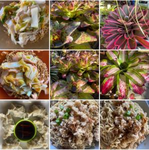un collage de photos de différents types de plantes dans l'établissement The Green Cottage, à Kuching