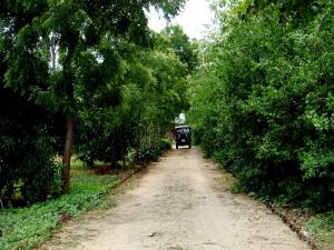 a dirt road in the middle of a forest at Le Grand Meaulnes in Habarana