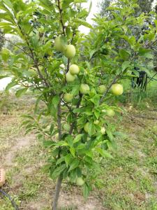 un arbre planté de pommes dans un jardin dans l'établissement Doğal Dikili Çiftlik, à Dikili