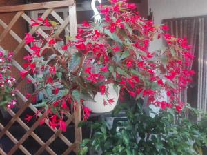 Parę czerwonych kwiatów w białej wazie w obiekcie Dalmati house w mieście Brodarica