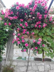 Une bande de roses roses poussant sur un arbre dans l'établissement Dalmati house, à Brodarica