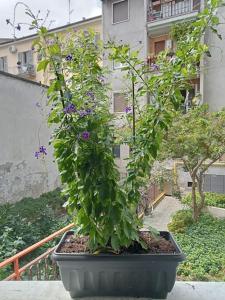 a plant with purple flowers in a pot on a balcony at Il grande blu in Milan