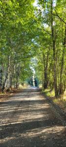 un camino de tierra con árboles a ambos lados. en Karu-Terra cabin, en Huiscapi