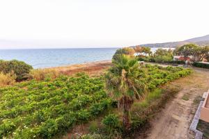 a palm tree in a field next to the ocean at Seaheaven houses B4 in Koroni +3 photos