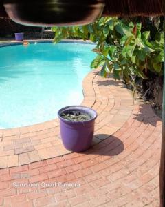 een pot zittend op een stenen loopbrug naast een zwembad bij Bozi Abode in Kempton Park
