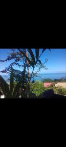 - une vue sur l'océan depuis une fenêtre ornée de plantes dans l'établissement T2 vue sur Ocean Indien, à Saint-Leu