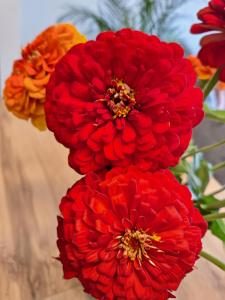 a group of red and orange flowers in a vase at Apartment with Entresol Old Town Krakow in Krakow