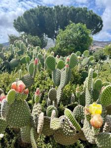 een grote groep cactusplanten in een veld bij Casa Pipa Alhaurín el Grande - vrijstaande casita met privé zwembad en grote tuin in Málaga