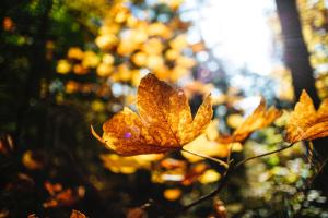 un grupo de hojas de otoño en un árbol en döit - Turismo e Cultura, en Conialo