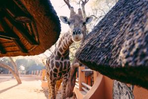 een giraffe staat naast een gebouw bij Omaruru Game Lodge in Omaruru
