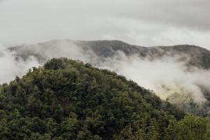 a tree covered mountain with fog on top of it at SOLO PALACIO - Boutique Hotel & Spa 