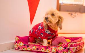um pequeno cão sentado numa cama cor-de-rosa em Pousada do Bispo em Cabo Frio