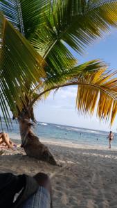 un palmier sur une plage avec des gens dans l'eau dans l'établissement Studio cosy les pieds dans l'eau à l'autre bord, à Le Moule