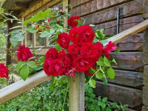a bunch of red roses on a wooden fence at Charmig stuga mitt i naturen! in Upplands-Väsby