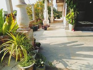Sunrise Eco Resort في ماتارا: فناء به نباتات و مزهريات بيضاء