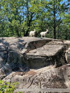 two sheep standing on top of a rock at Elevated Tiny House Glamping in Tjøme