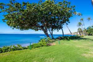 a tree on the beach with the ocean in the background at Kanai A Nalu 202 in Wailuku