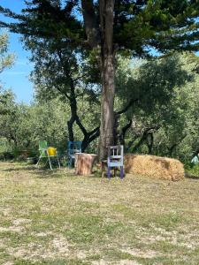 zwei Stühle neben einem Baum auf einem Feld in der Unterkunft Country House Nora Rech in SantʼElpidio a Mare
