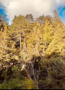 Φωτογραφία από το άλμπουμ του Τα πέτρινα γεφύρια στη Δημητσάνα