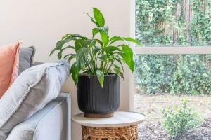 a plant sitting on a table next to a couch at Cosy Corner Hideaway in Torquay +22 photos