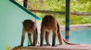 deux singes debout l'un à côté de l'autre sur une corne dans l'établissement Mountain View Homestay, à Thekkady