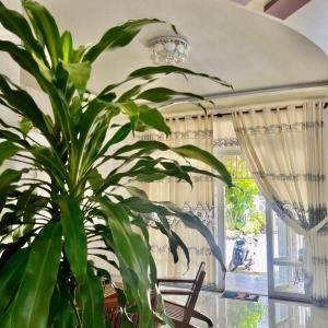 zielona roślina w pokoju ze stołem w obiekcie Sisters w mieście La Gi