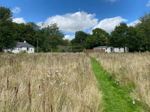 a field of tall grass with a path through it at Palm Cottage in Kent