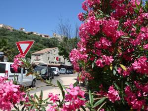 a bunch of pink flowers in front of a street at Appartement Cit&eacute; Du Sel in Porto-Vecchio