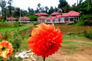 eine rote Blume in einem Hof mit Häusern im Hintergrund in der Unterkunft Himani Heritage Resorts, formerly Camp Nishani Holidays in Madikeri + 3 Fotos