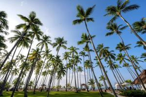 Une rangée de palmiers sur la plage dans l'établissement Viva V Samana by Wyndham, A Trademark Adults All Inclusive, à Las Terrenas