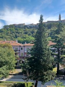 a large pine tree in front of a building at Stunning new apartment in centre of Buzet in Buzet
