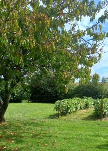 un champ vert avec un arbre et une rangée de buissons dans l'établissement La Commanderie Grand Gite 10kms " Puy duFou", à Mauléon