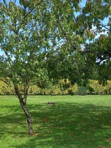 uma árvore no meio de um campo verde em La Commanderie Grand Gite 10kms " Puy duFou" em Mauléon