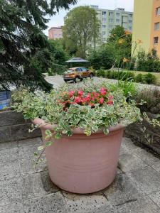 Zahrada ubytování Sluníčkový apartmán A9 v Chomutově