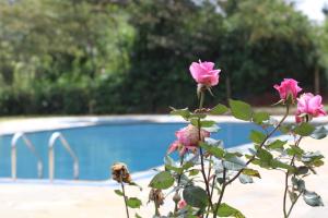 un montón de rosas rosas delante de una piscina en Acacia Gardens Gilgil en Gilgil