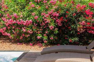 a bush filled with pink flowers next to a pool at Les Hameaux De Buttaciolo in Cuo
