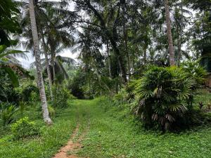 a dirt road through a forest with palm trees at Vegan Nature Resort in Beruwala