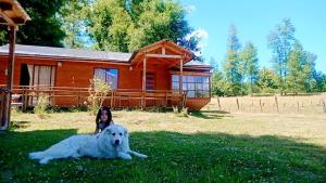 Domácí mazlíčci ubytovaní s hosty v ubytování Cabañas simple Pucon