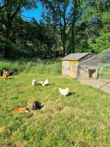 a group of chickens laying in the grass at Glamping in style Bell tent in Ifield