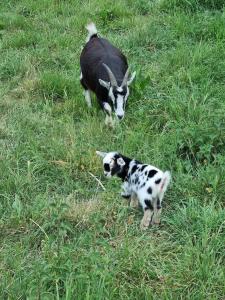 a goat and a dog in a field of grass at Glamping in style Bell tent in Ifield