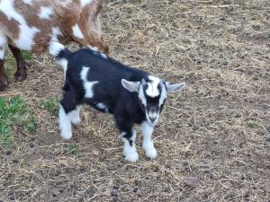 a baby goat standing next to a giraffe at Glamping in style Bell tent in Ifield