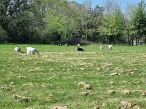 a herd of cows grazing in a field of grass at Glamping in style Bell tent in Ifield