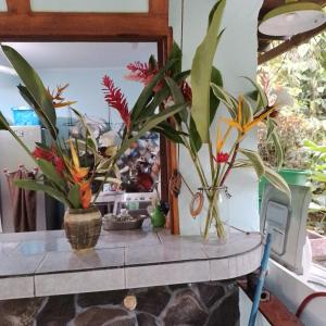 a table with two vases with plants on it at Blue Butterfly House in Pavones
