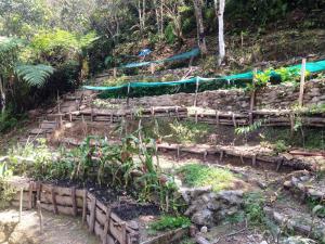 a garden with stairs and plants on a hill at CDS in Oxapampa