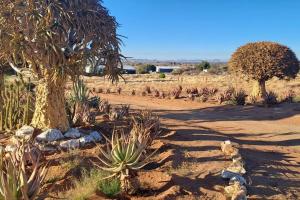 a group of trees and cactuses in a field at Geelkop Plaashuis in Keimoes