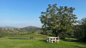 un banco sentado en el césped junto a un árbol en LA CASA SULLA COLLINA, en Cocconato