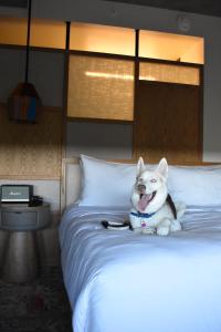 een hond zittend op een bed met zijn tong uit bij Aloft Tulum in Tulum