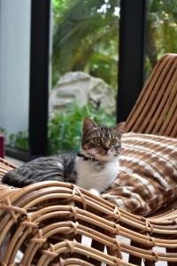 a cat sitting on top of a wicker chair at Aloft Tulum in Tulum